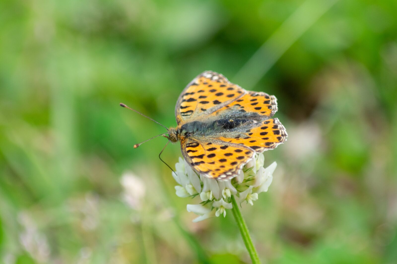 Nikon D3300 sample photo. Butterfly, nature photography