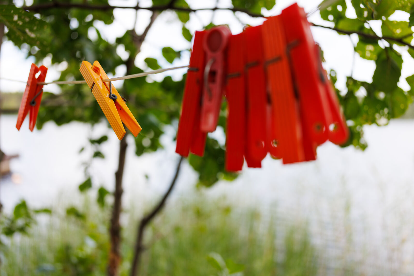 Canon EOS R5 sample photo. Clothespins at clothesline photography