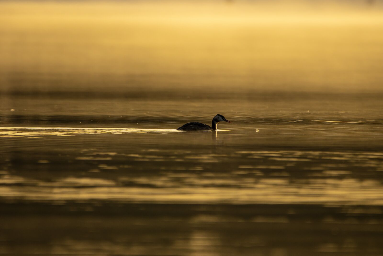 Canon EOS 90D sample photo. Sunrise, lake, great crested photography