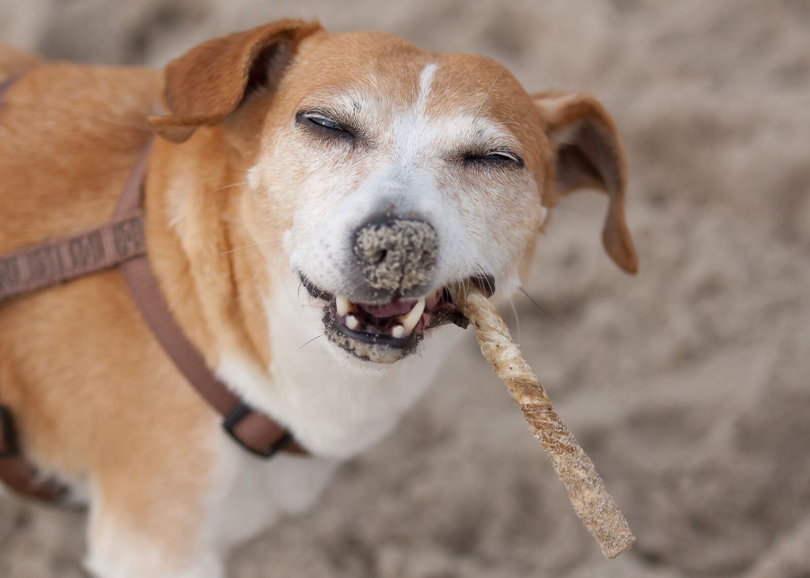 Canon EOS 50D sample photo. Dog, terrier, parson photography