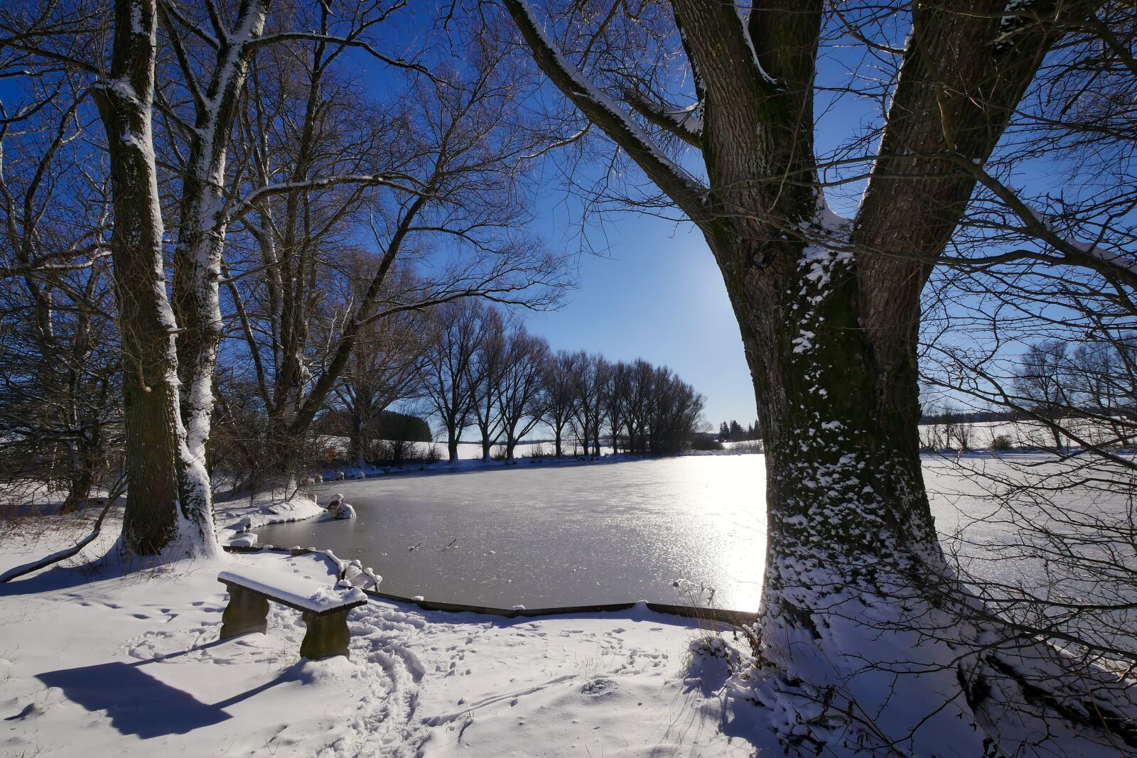 Panasonic Lumix DMC-GX8 sample photo. Tree, winter, snow photography