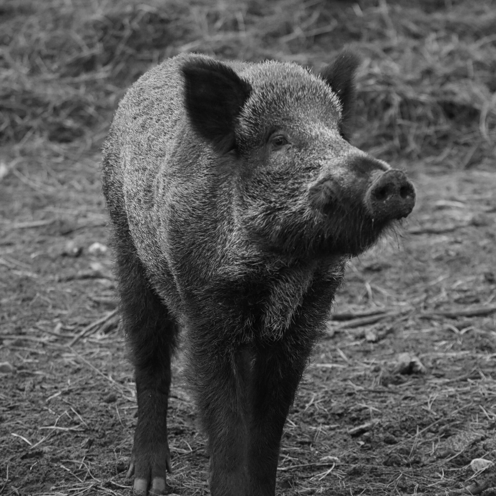 Nikon D7200 sample photo. Wild boar, animal, nature photography