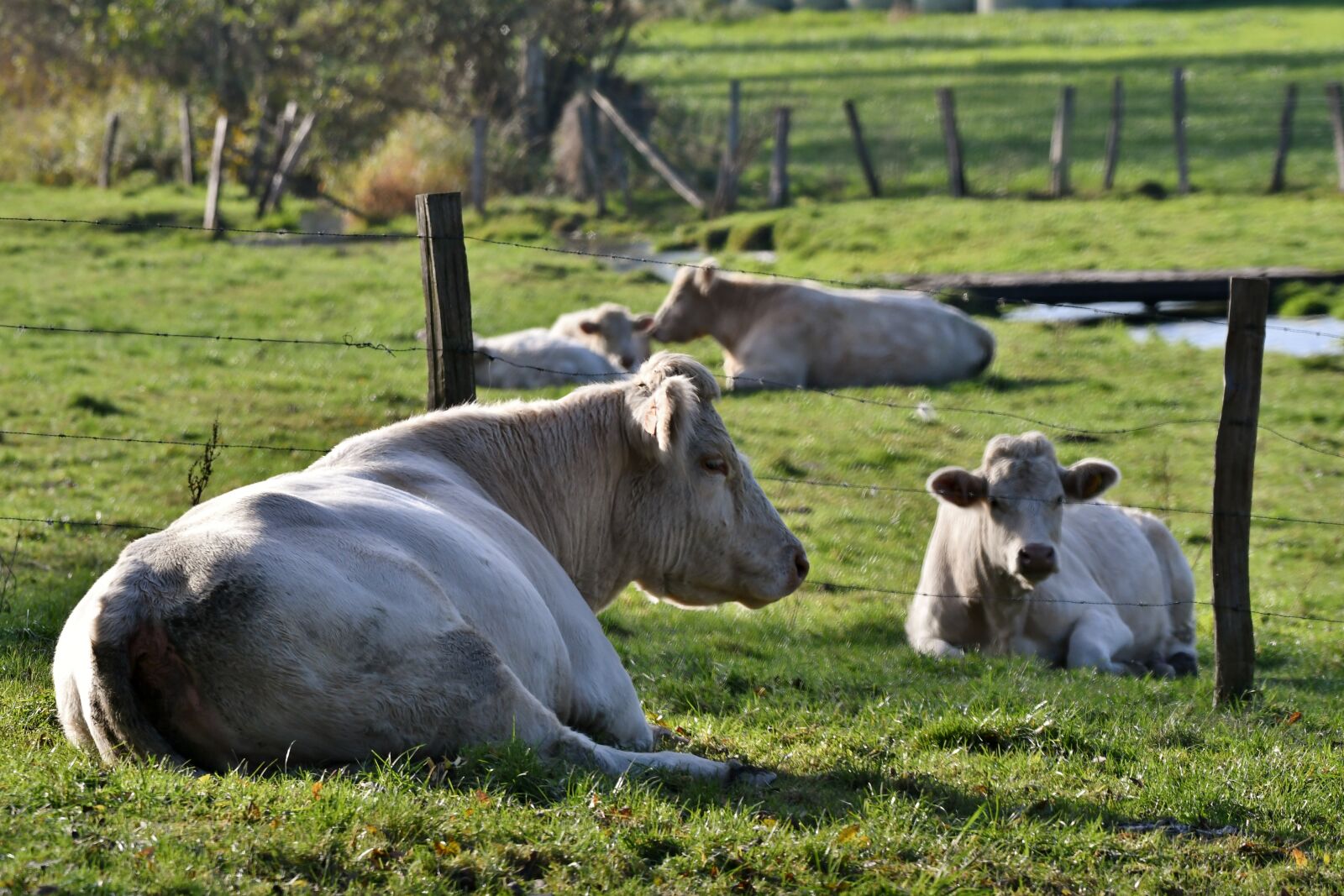 Nikon D500 sample photo. Cows, calves, pasture photography