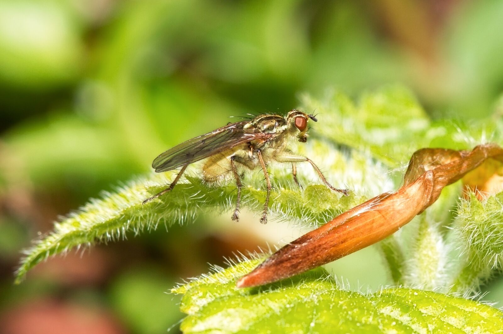 Canon EOS 70D + Canon EF 100mm F2.8 Macro USM sample photo. Macro, fly, nature photography