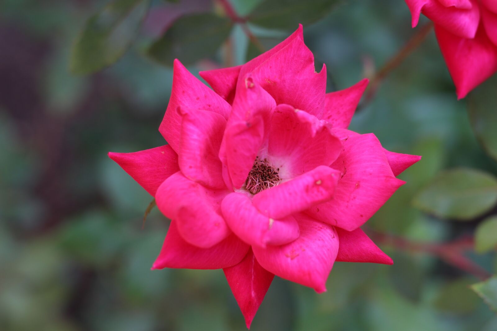 Canon EOS 700D (EOS Rebel T5i / EOS Kiss X7i) + Canon EF 50mm F1.8 STM sample photo. Flower, nature, flora photography