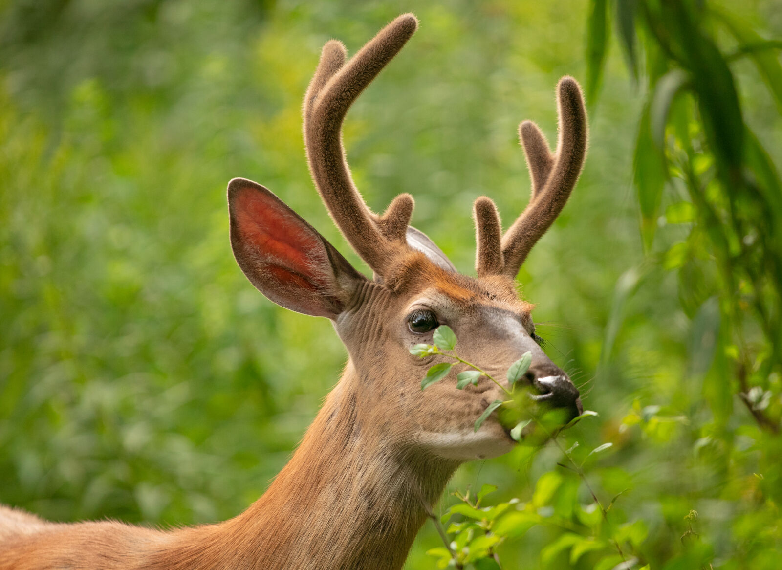 Canon EOS 5DS sample photo. Buk deer photography