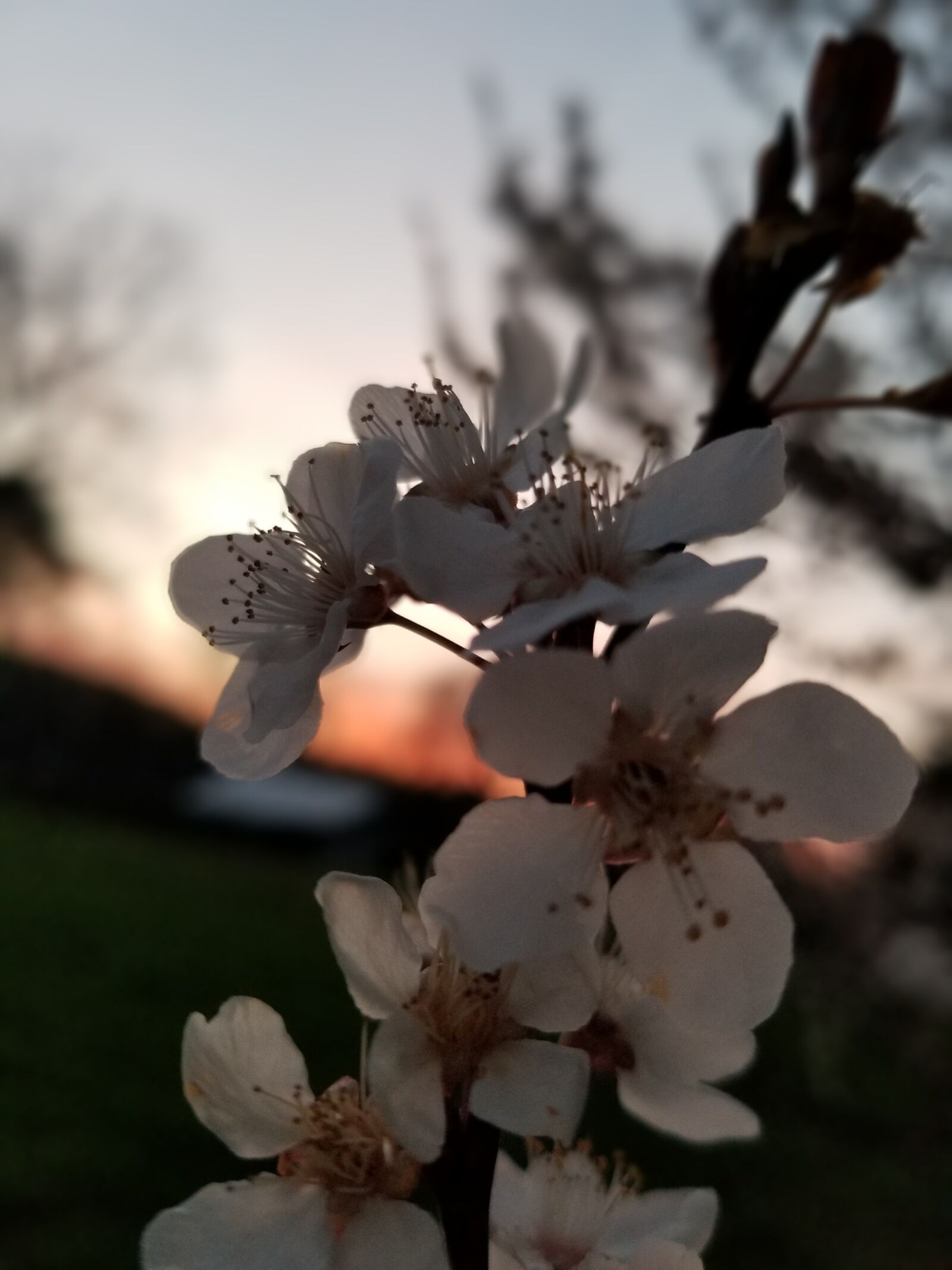 Samsung Galaxy S8+ sample photo. Flowers, bloom, tree photography