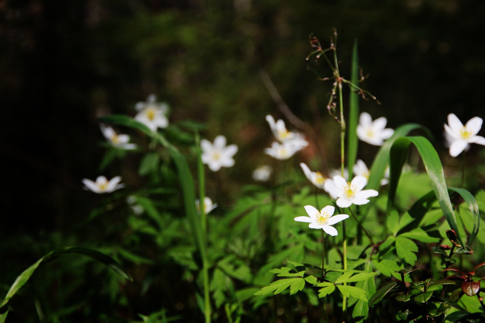 Canon EOS 650D (EOS Rebel T4i / EOS Kiss X6i) sample photo. Flower, spring, white photography