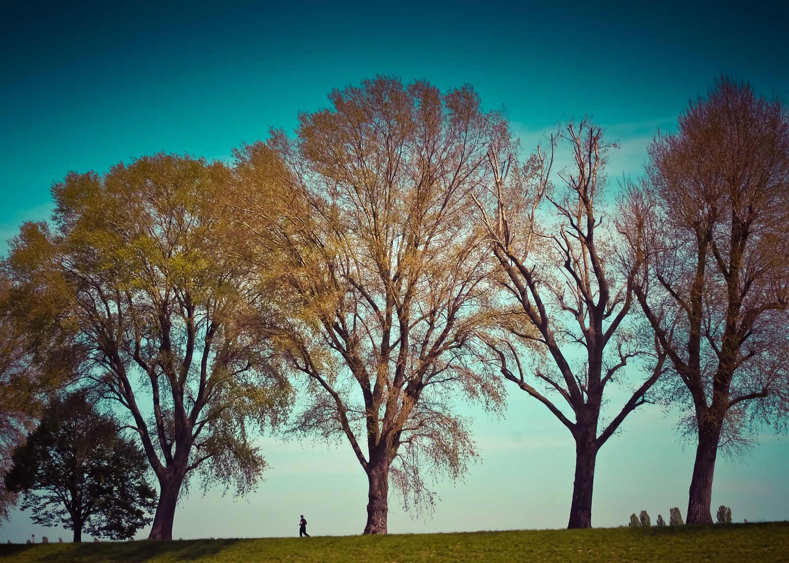 Olympus OM-D E-M10 sample photo. Nature, trees, landscape photography