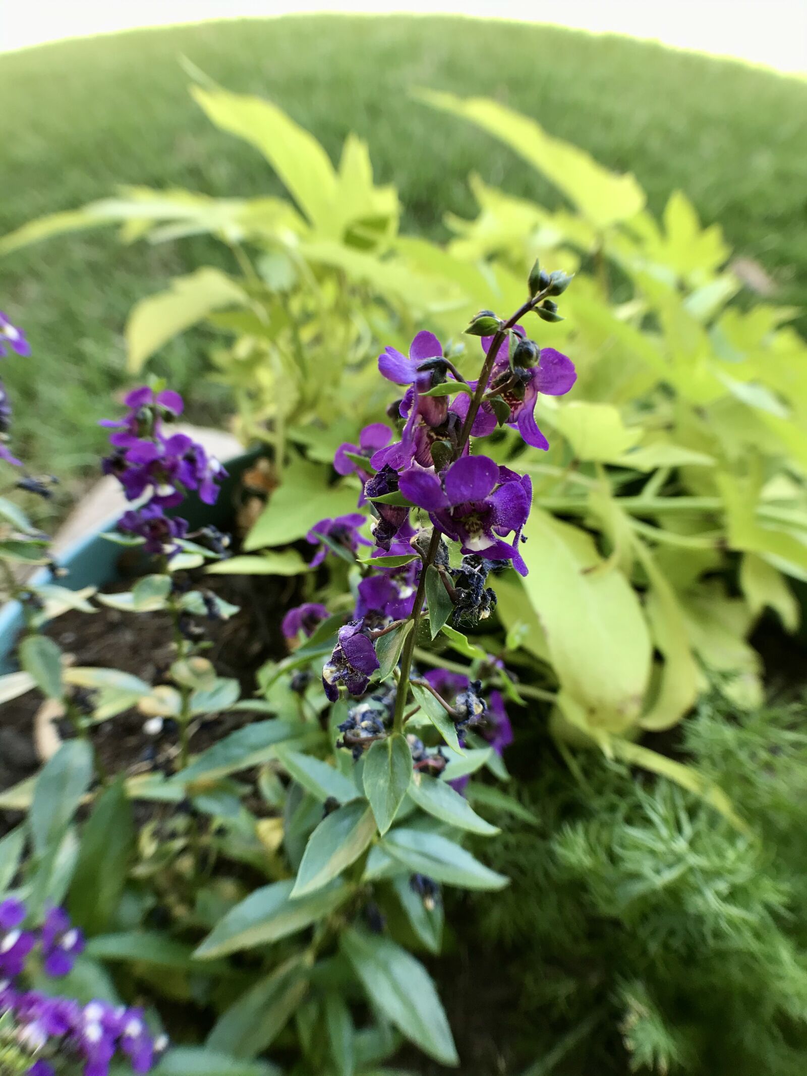 iPhone 7 back camera 3.99mm f/1.8 sample photo. Purple, vinca, evergreen photography