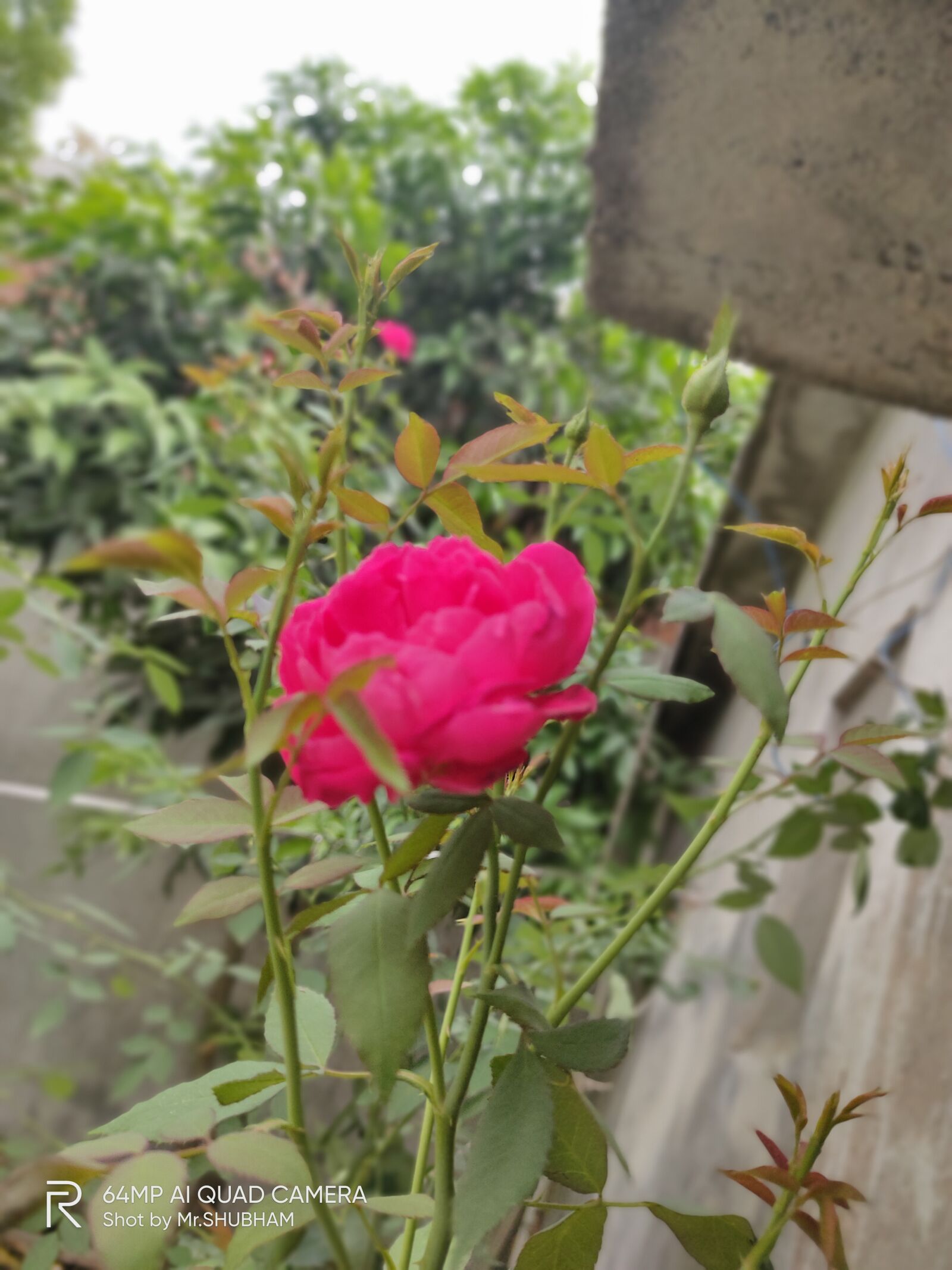 Realme XT sample photo. Green, colour, reddy photography