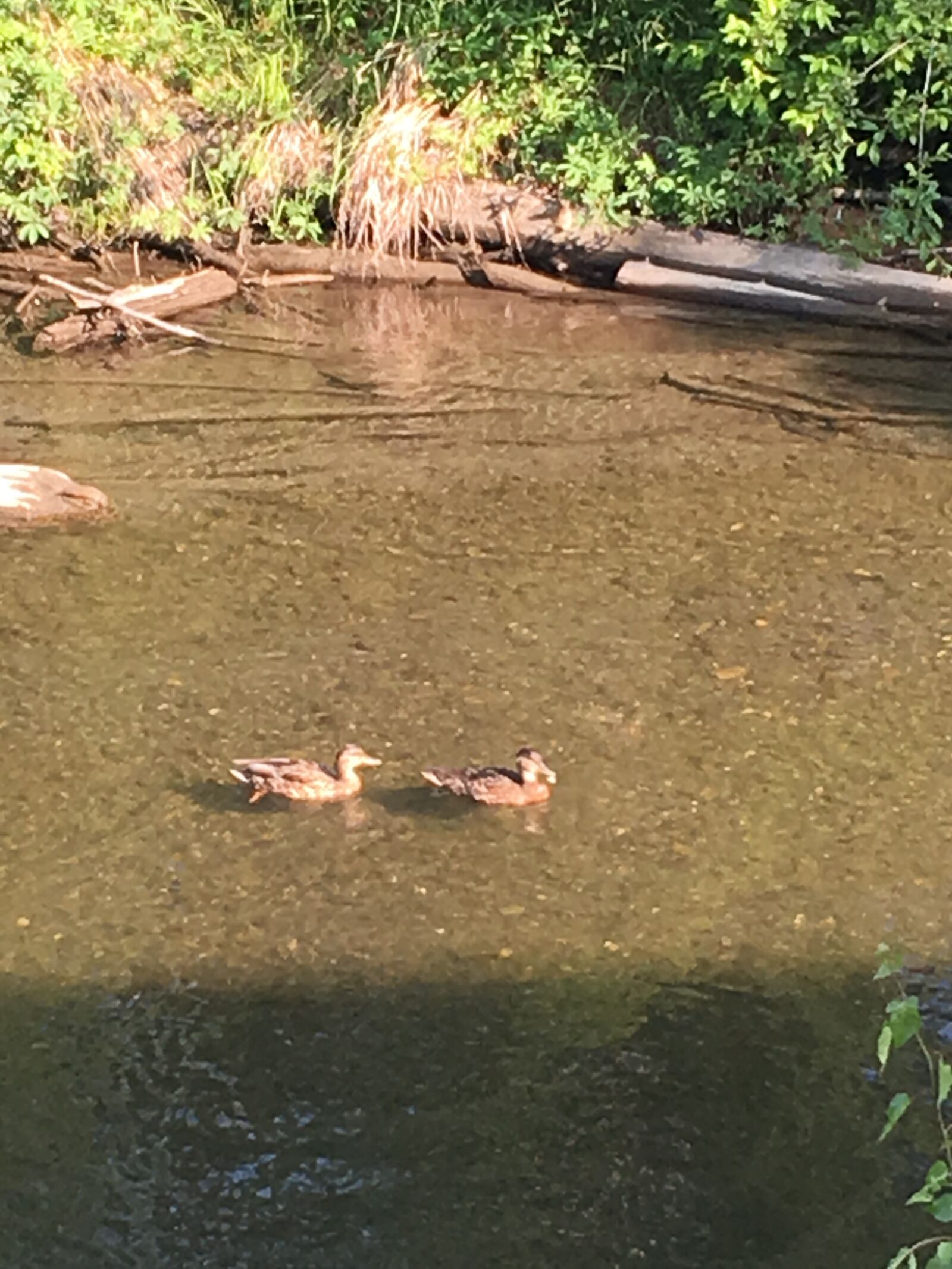 iPhone 6s Plus back camera 4.15mm f/2.2 sample photo. Alaska, anchorage, ducks photography