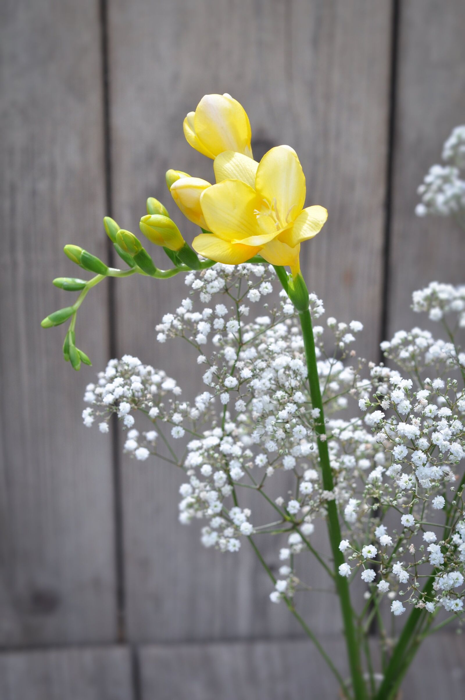 Nikon D90 sample photo. Freesia, flower, yellow photography