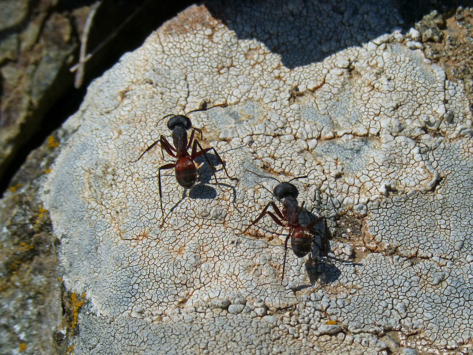 Panasonic DMC-FZ62 sample photo. Ant, couple, detail photography