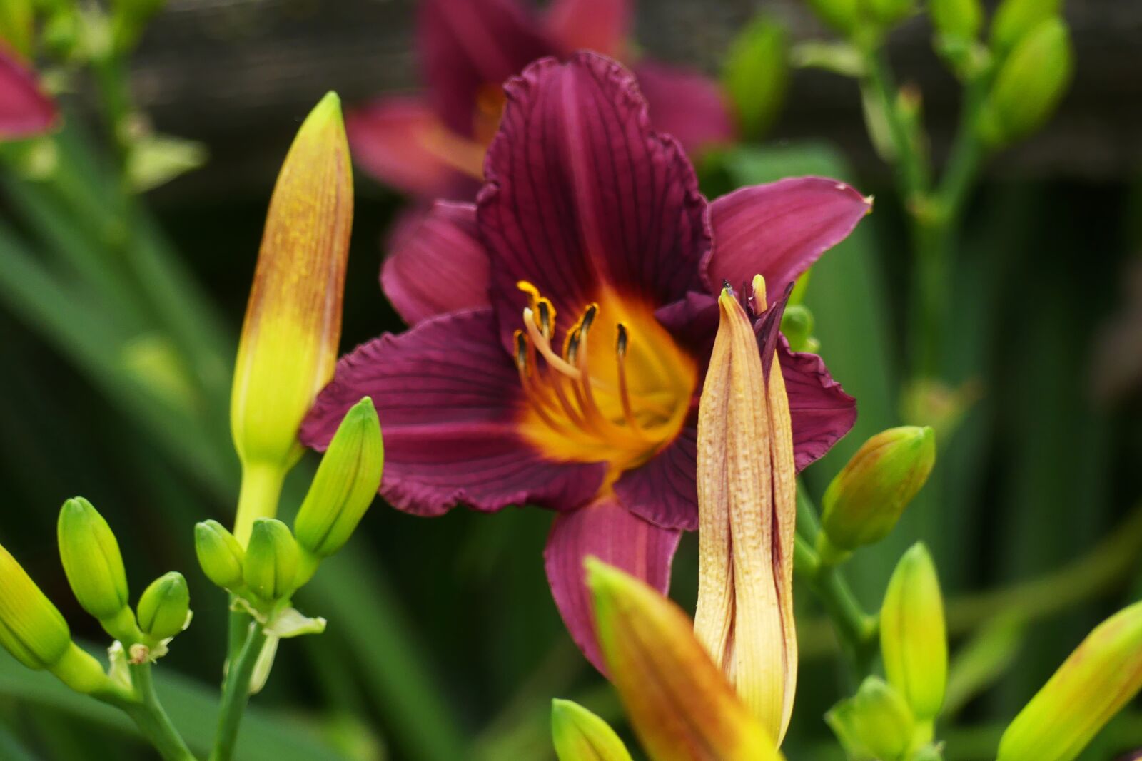 Panasonic Lumix DMC-FZ300 sample photo. Lily, flower, bloom photography