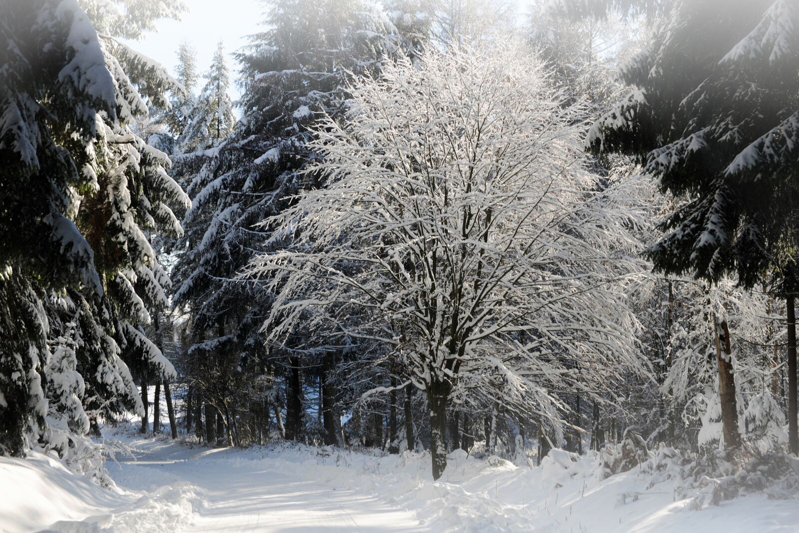 Nikon D3X sample photo. Winterimpression, snow, winter impressions photography