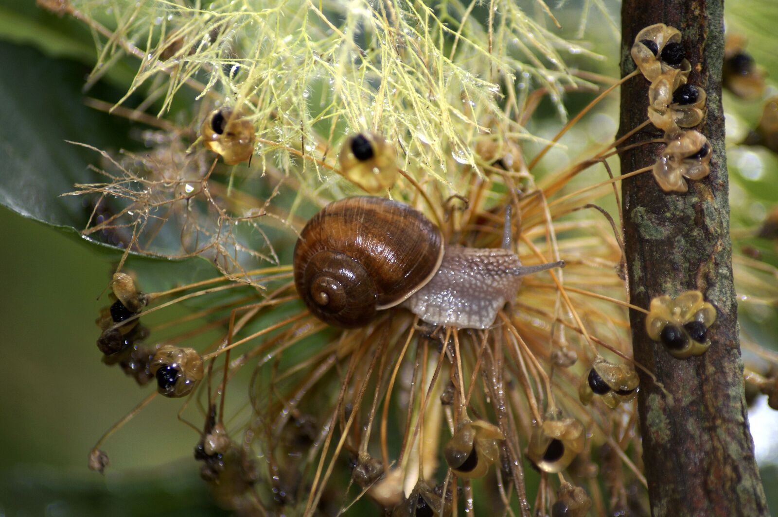 Sony SLT-A58 sample photo. Garden snail, snail, shell photography