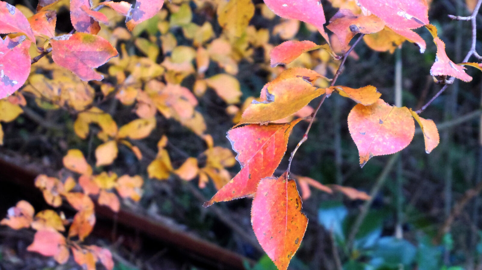 Pentax Q10 sample photo. Leaves photography