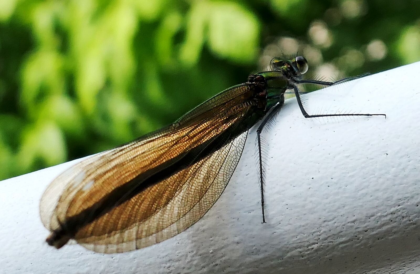 Panasonic Lumix DMC-LX10 (Lumix DMC-LX15) sample photo. Insect, dragonfly, nature photography