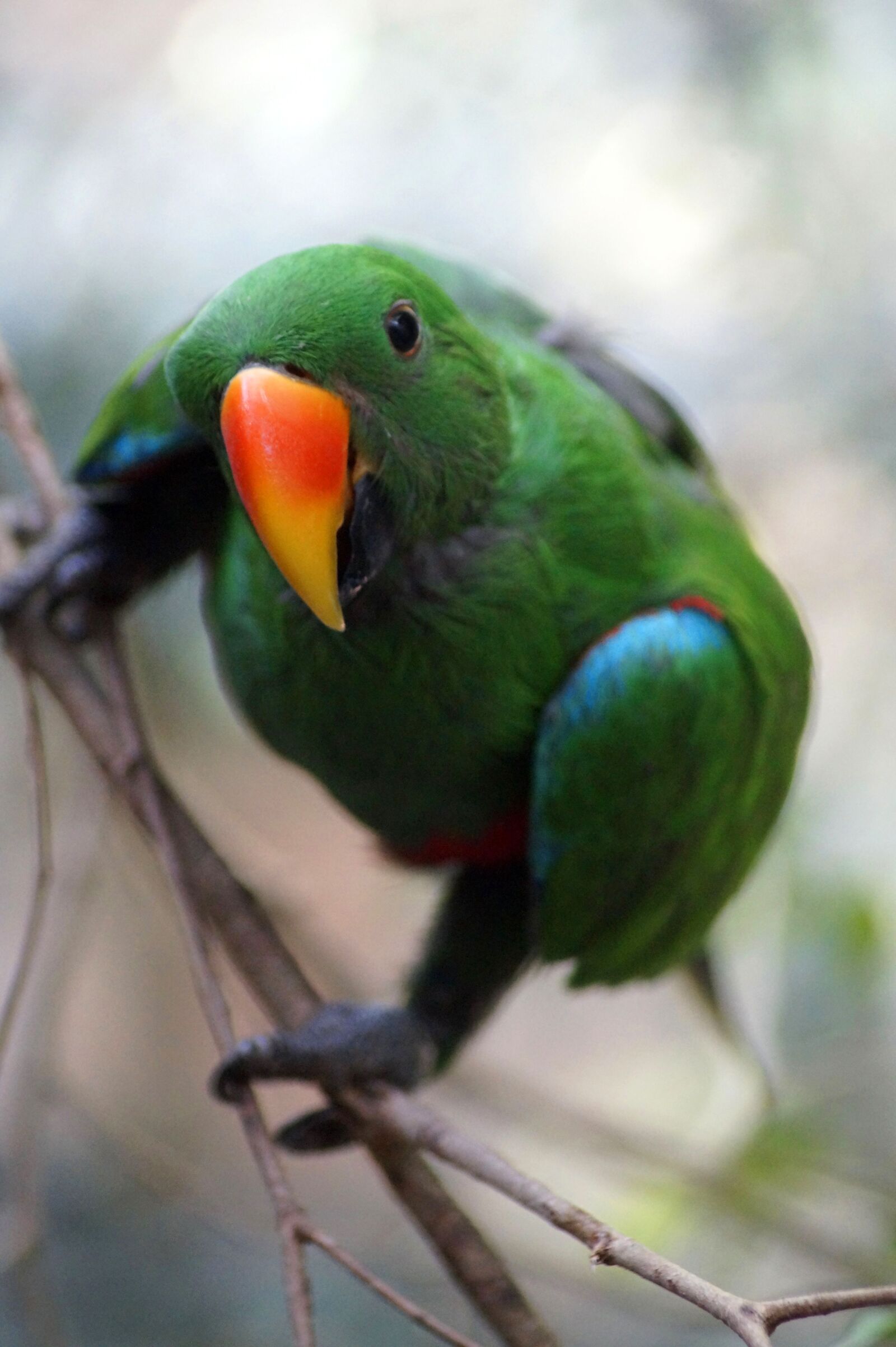 Sony SLT-A58 sample photo. Parrot, bird, animal photography