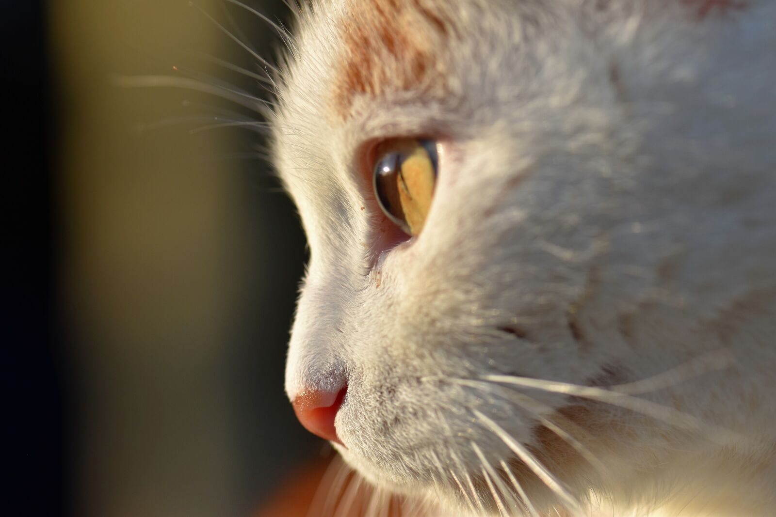 Nikon D5500 sample photo. Cat, domestic cat, pet photography