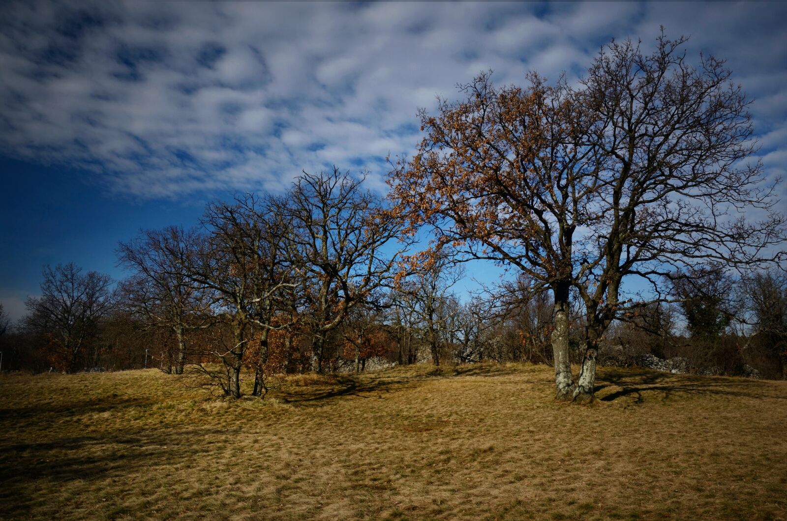 Nikon D7000 sample photo. Trees, prato, grass photography