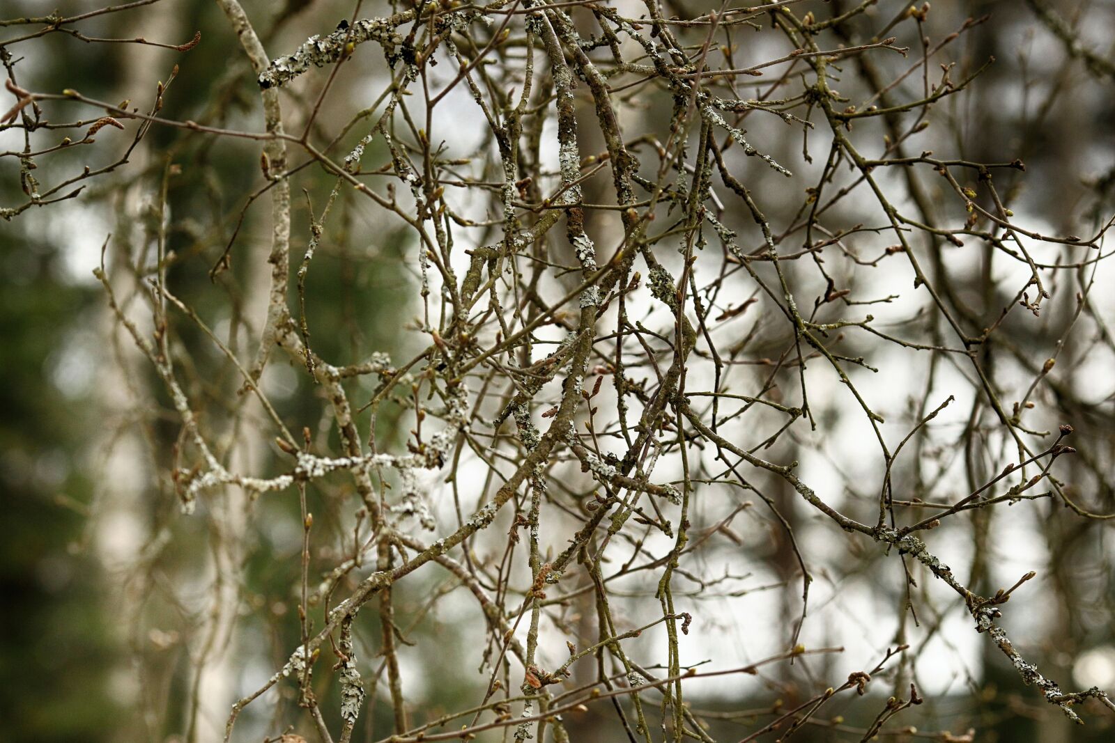 Canon EOS 7D Mark II + Canon EF 135mm F2L USM sample photo. Tree, nature, branch photography