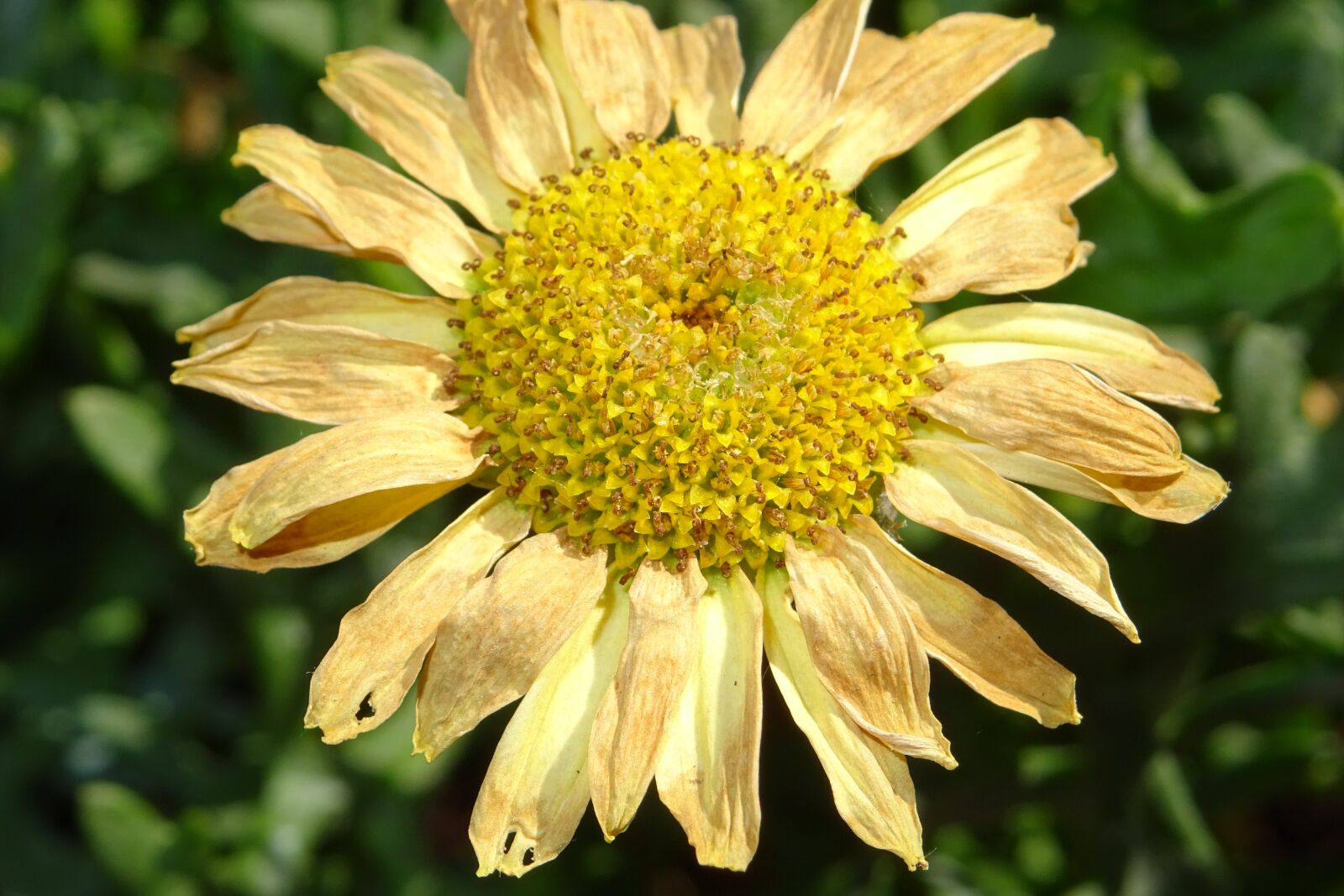 Sony DSC-HX60 sample photo. Flower, sun, yellow photography