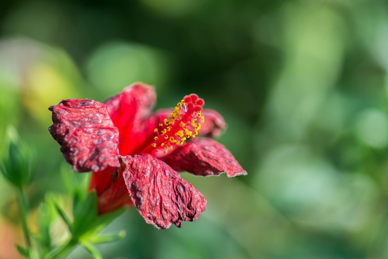 Nikon D610 sample photo. Flower, carmine, red photography