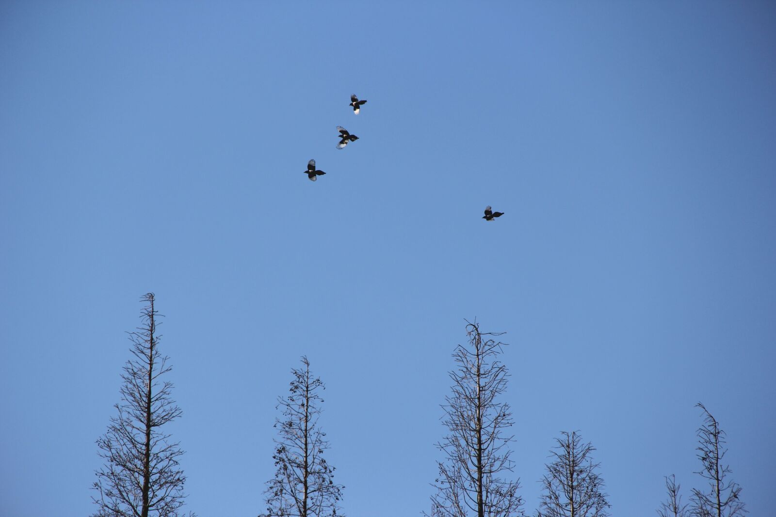 Canon EF-S 18-135mm F3.5-5.6 IS sample photo. Fly, bird, trees photography