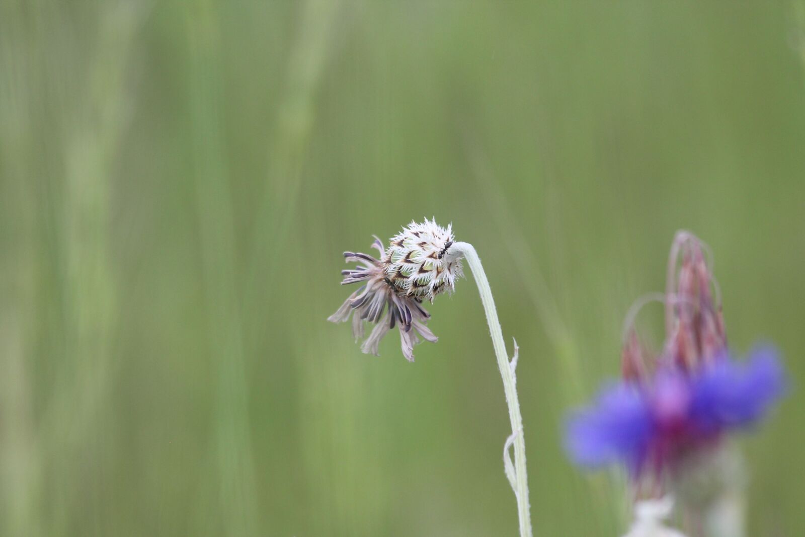 Canon EOS 1100D (EOS Rebel T3 / EOS Kiss X50) + Canon EF 70-300mm F4-5.6 IS USM sample photo. Knapweed, nature, summer photography