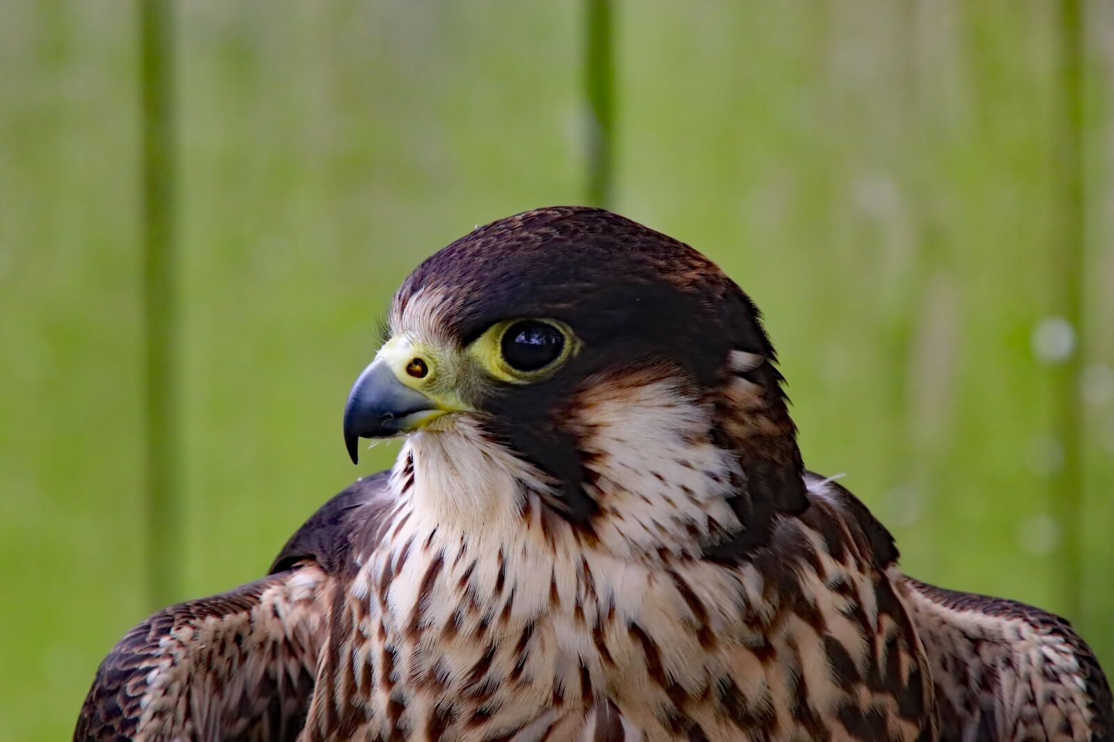 Canon EOS 80D sample photo. Peregrine falcon, falcon, fast photography