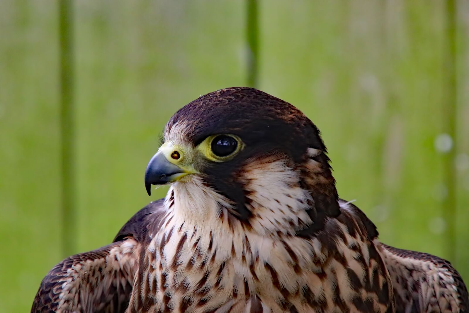 Canon EOS 80D + Tamron 16-300mm F3.5-6.3 Di II VC PZD Macro sample photo. Peregrine falcon, falcon, fast photography