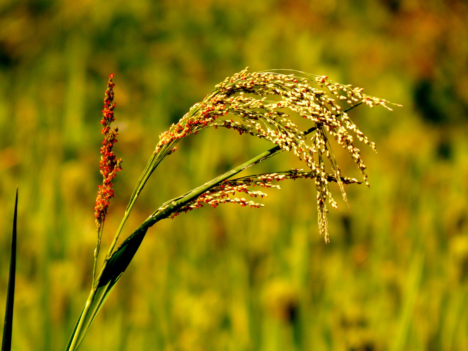 Nikon Coolpix L830 sample photo. Nature, field, green, wheat photography