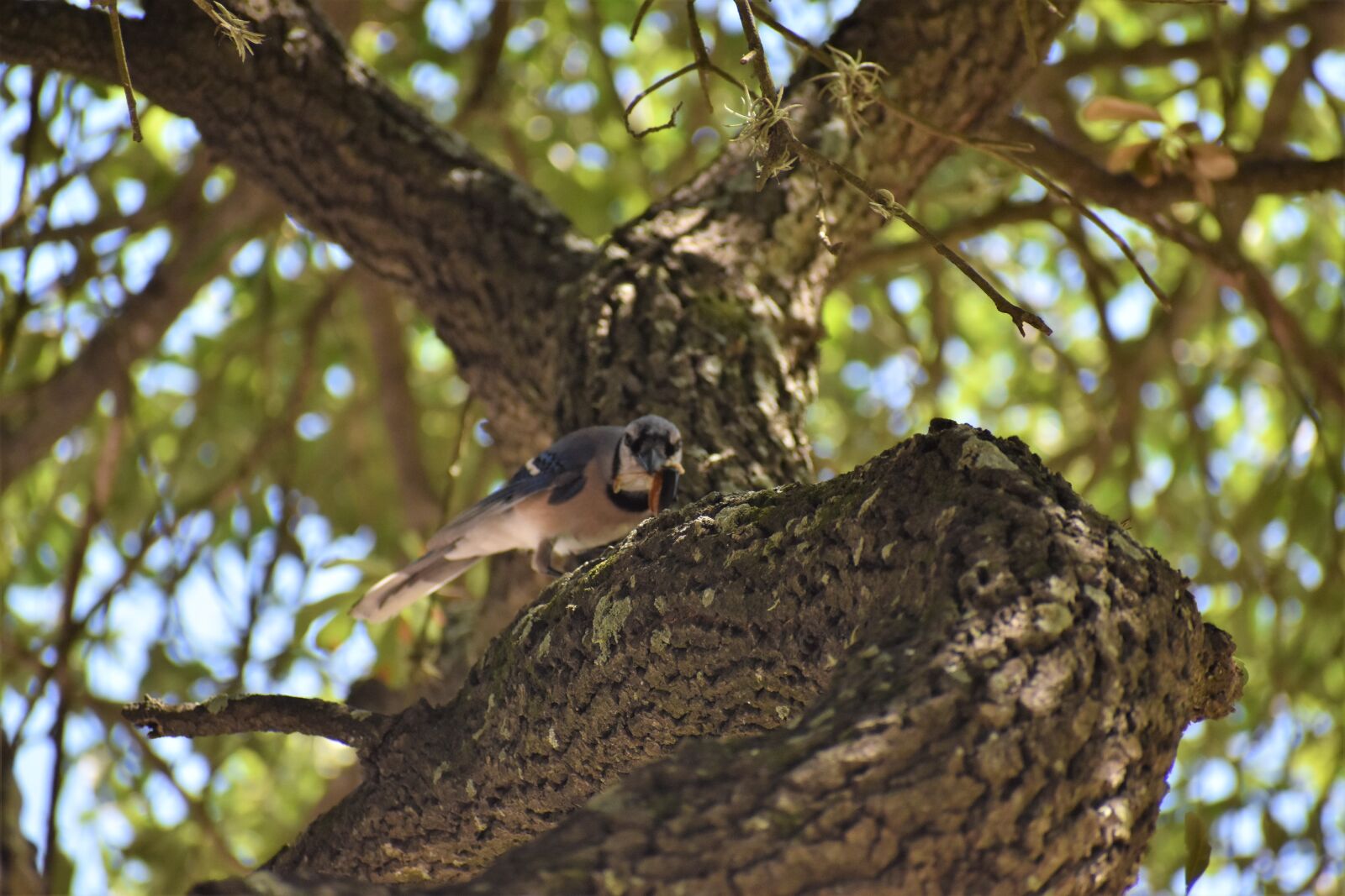 Nikon D3500 sample photo. Blue jay, blue bird photography
