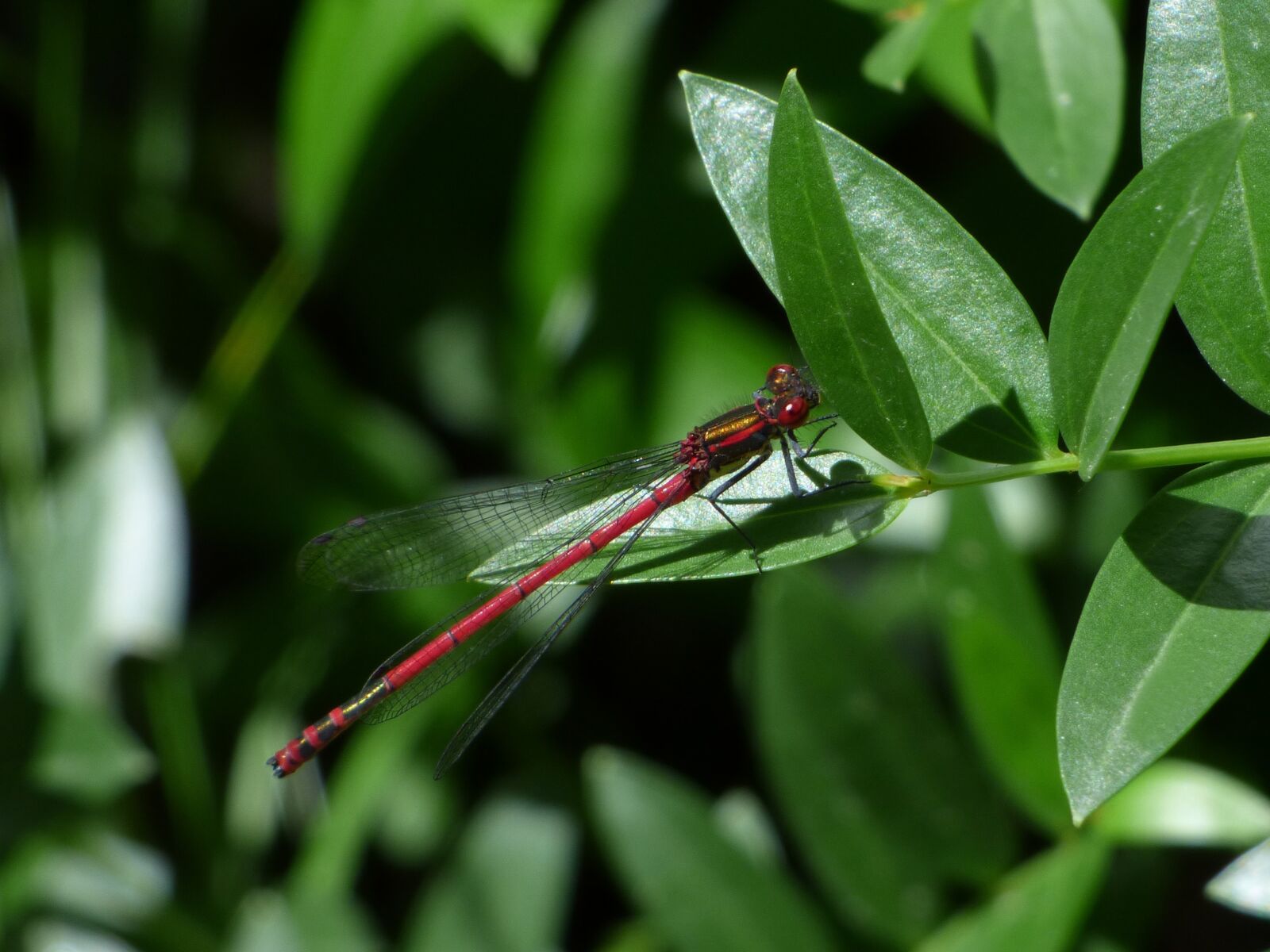 Panasonic Lumix DMC-FZ70 sample photo. Dragonfly, leaves, red dragonfly photography