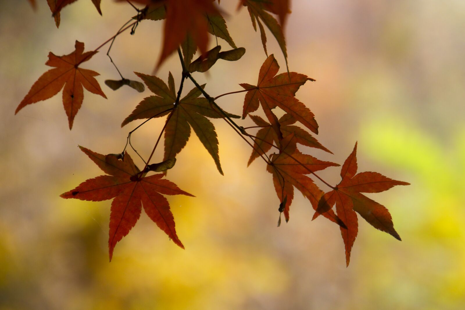 Canon EOS 70D sample photo. Autumn, fall, autumn landscape photography