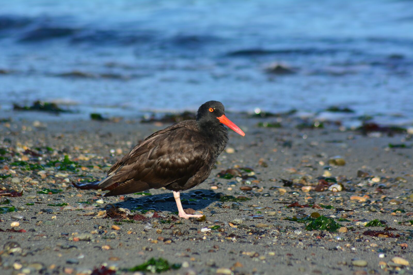 Nikon D7100 sample photo. Oyster catcher, bird, nature photography