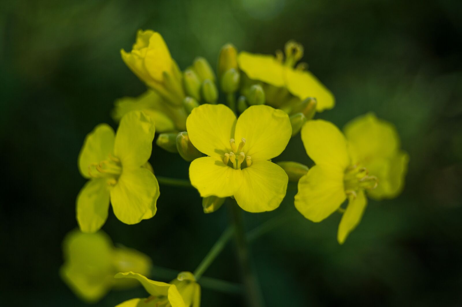 Nikon D3200 sample photo. Flower, nature, flora photography