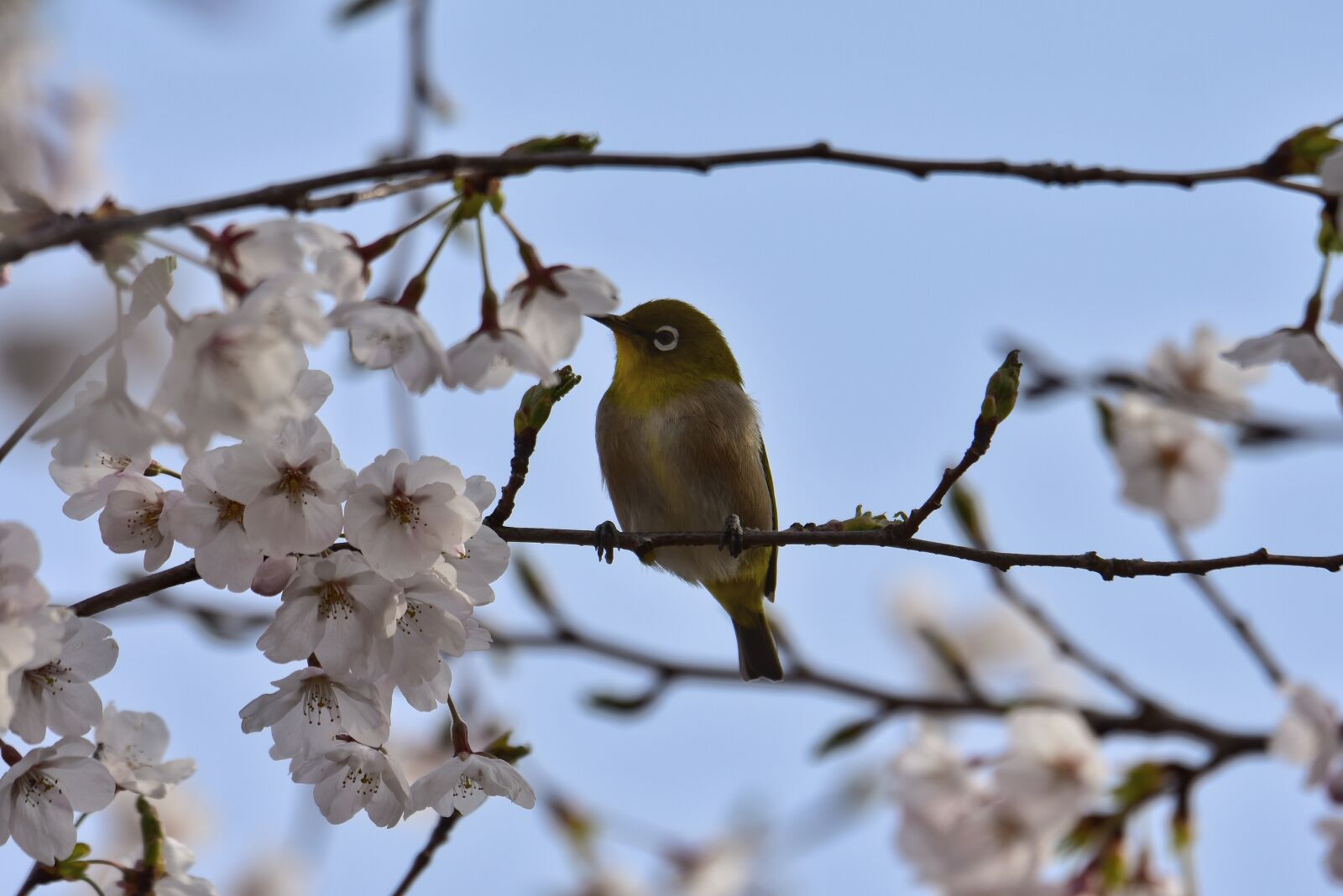 Nikon D7200 sample photo. Animal, plant, cherry blossoms photography
