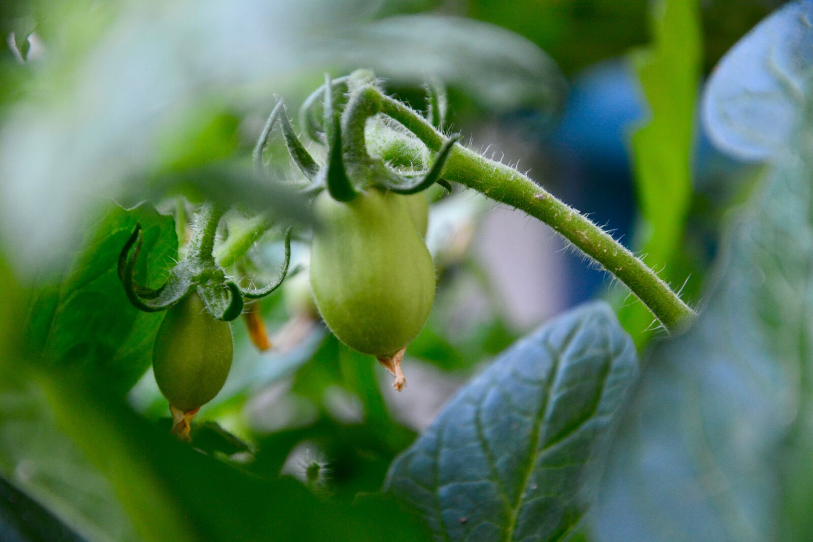 Nikon D5200 sample photo. Tomato, green, leaf photography