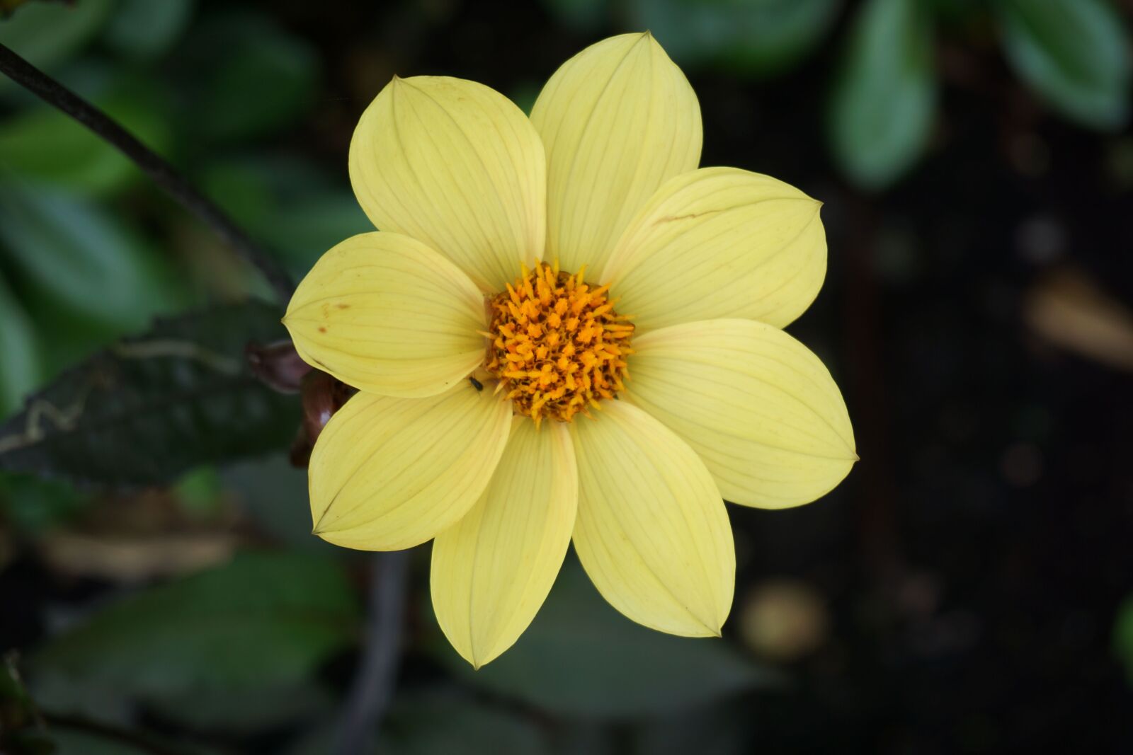 Sony a6000 sample photo. Flower, flora, nature photography