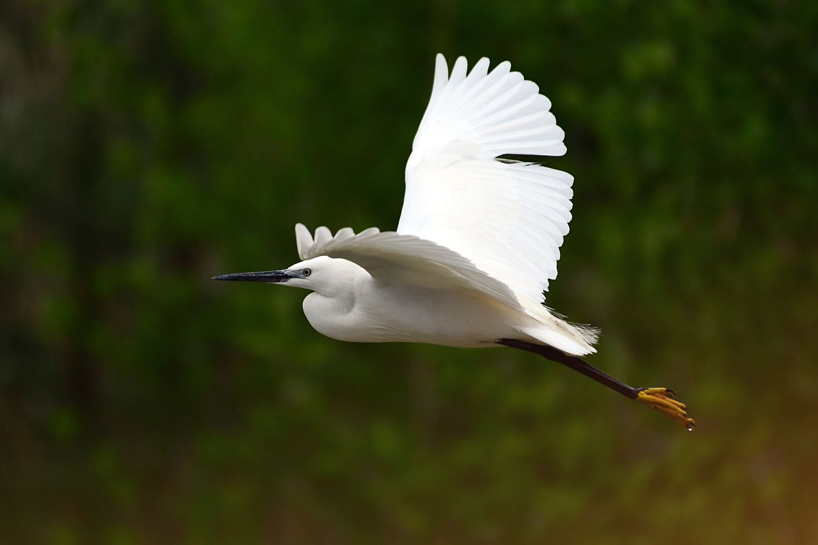 Nikon D7500 sample photo. Heron, bird, nature photography
