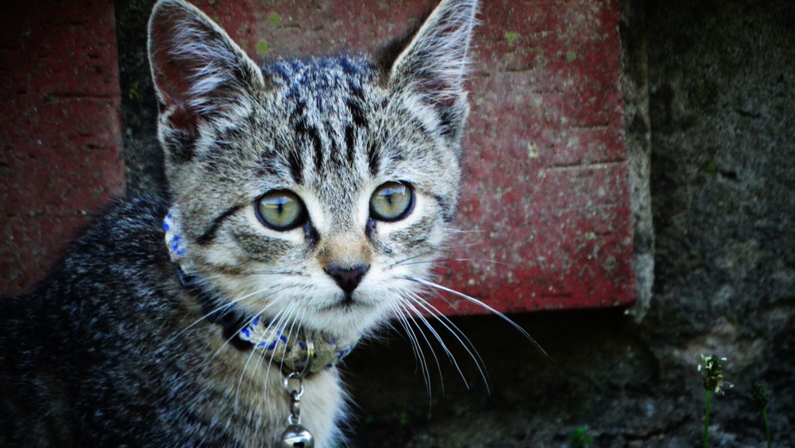 Sony Cyber-shot DSC-HX300 sample photo. Cat, kitten, pet photography