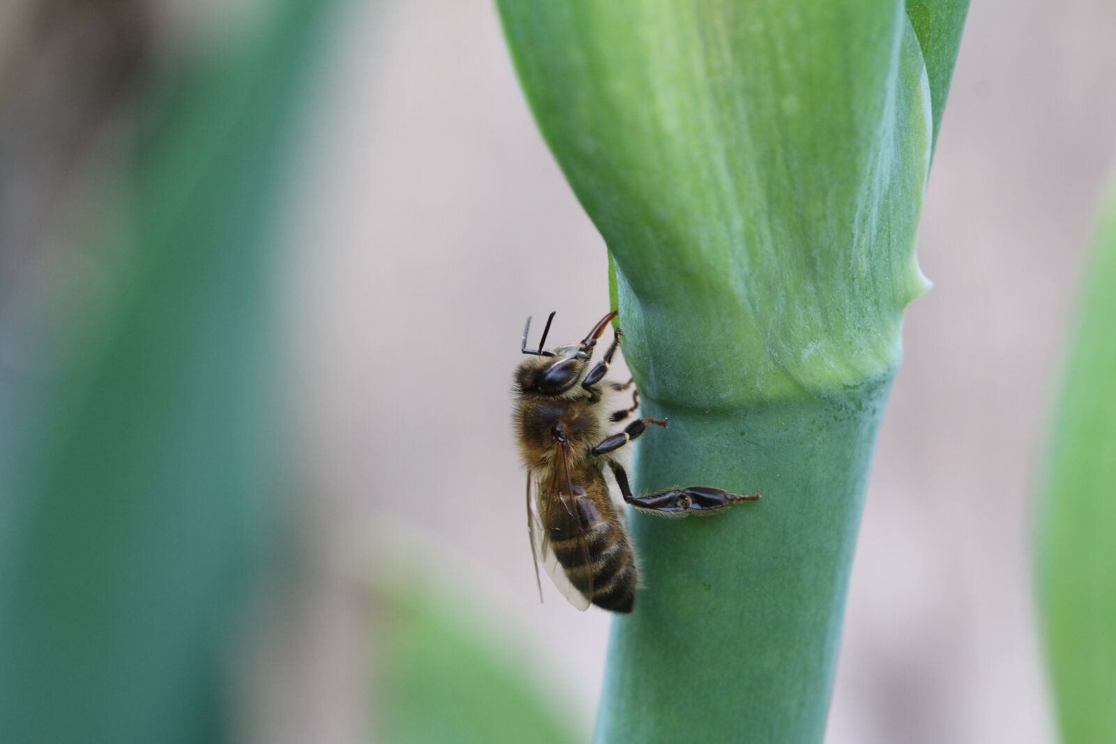 Canon EOS 70D sample photo. Bee, insect, pollen photography