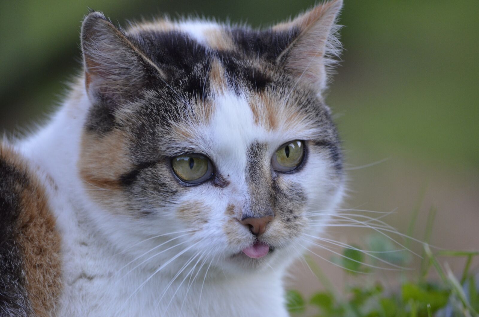 Nikon D5100 sample photo. Cat, tongue, animals photography