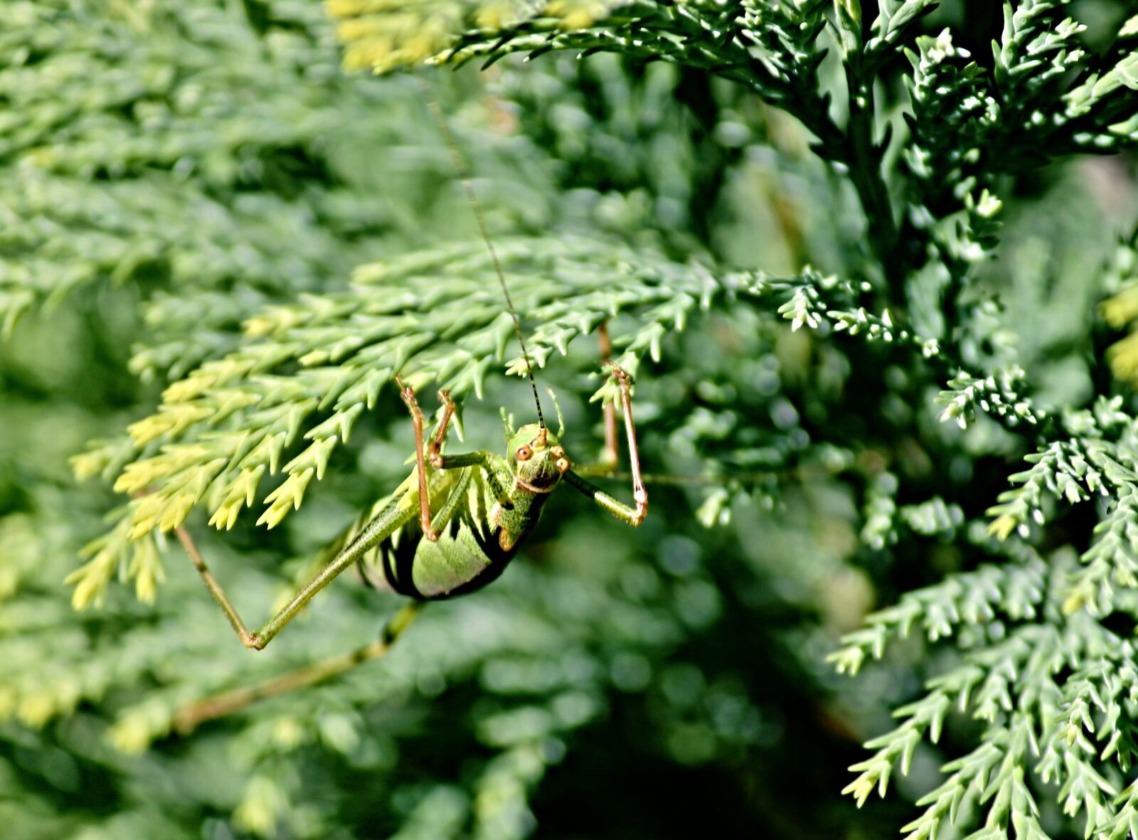Canon EOS 1100D (EOS Rebel T3 / EOS Kiss X50) sample photo. Grasshopper, long probe shrink photography