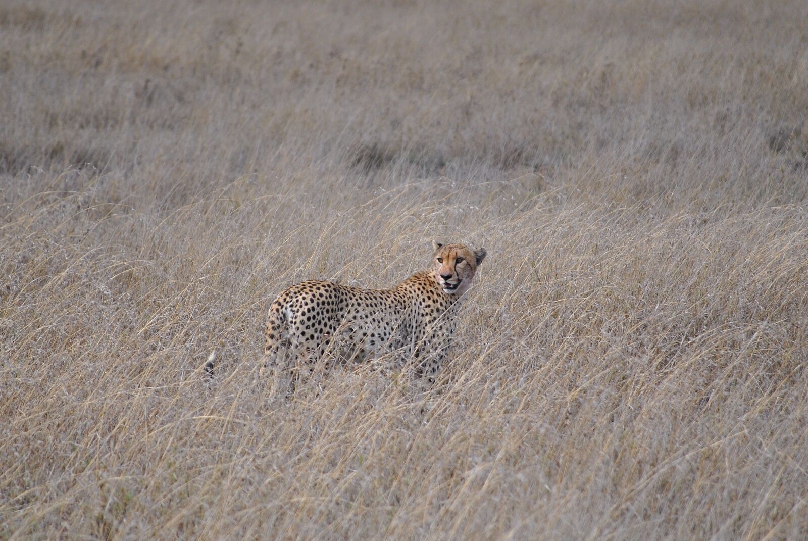 Nikon D3000 sample photo. Serengeti, tanzania, kenya photography