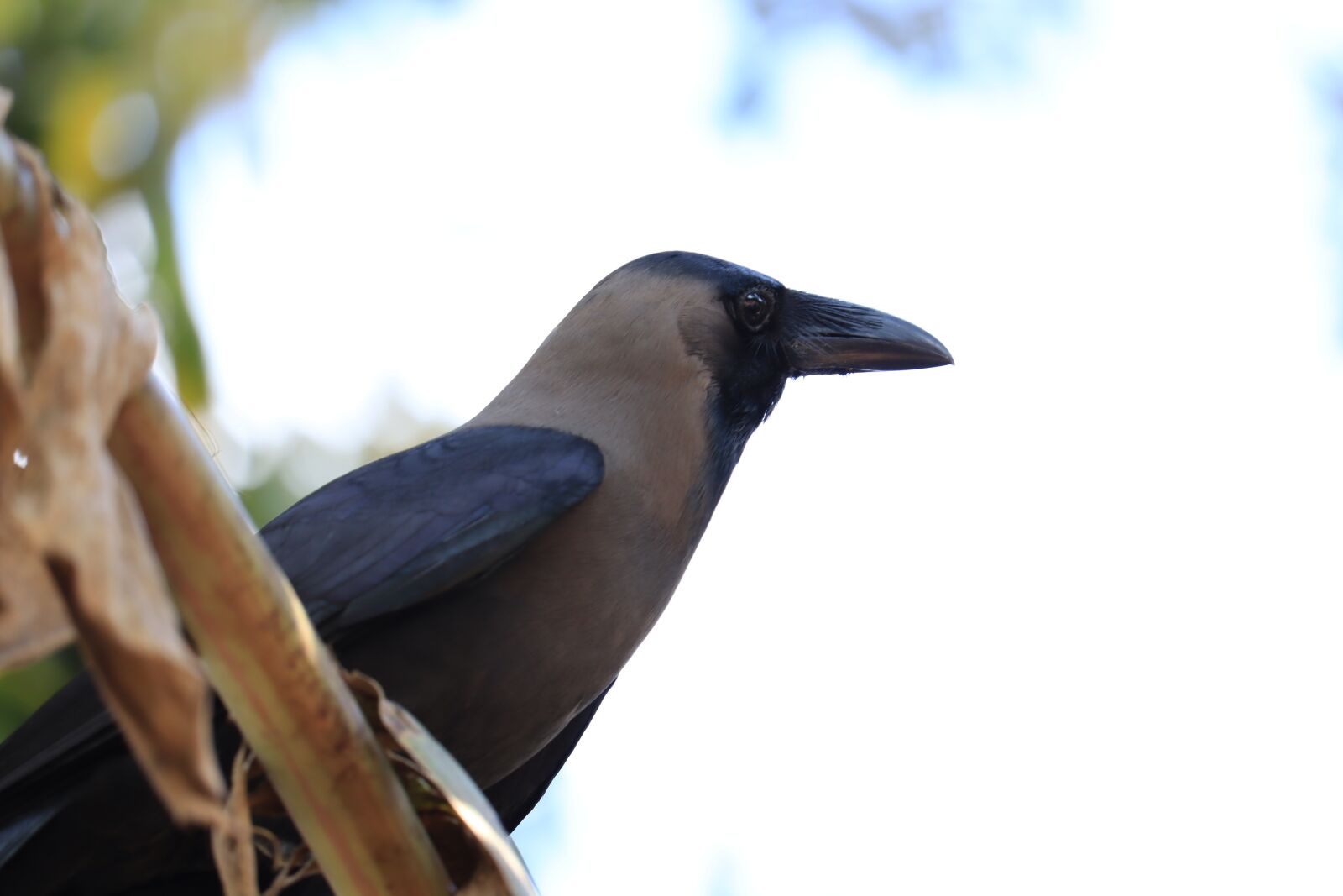 Canon EOS 250D (EOS Rebel SL3 / EOS Kiss X10 / EOS 200D II) sample photo. Crow, black, nature photography