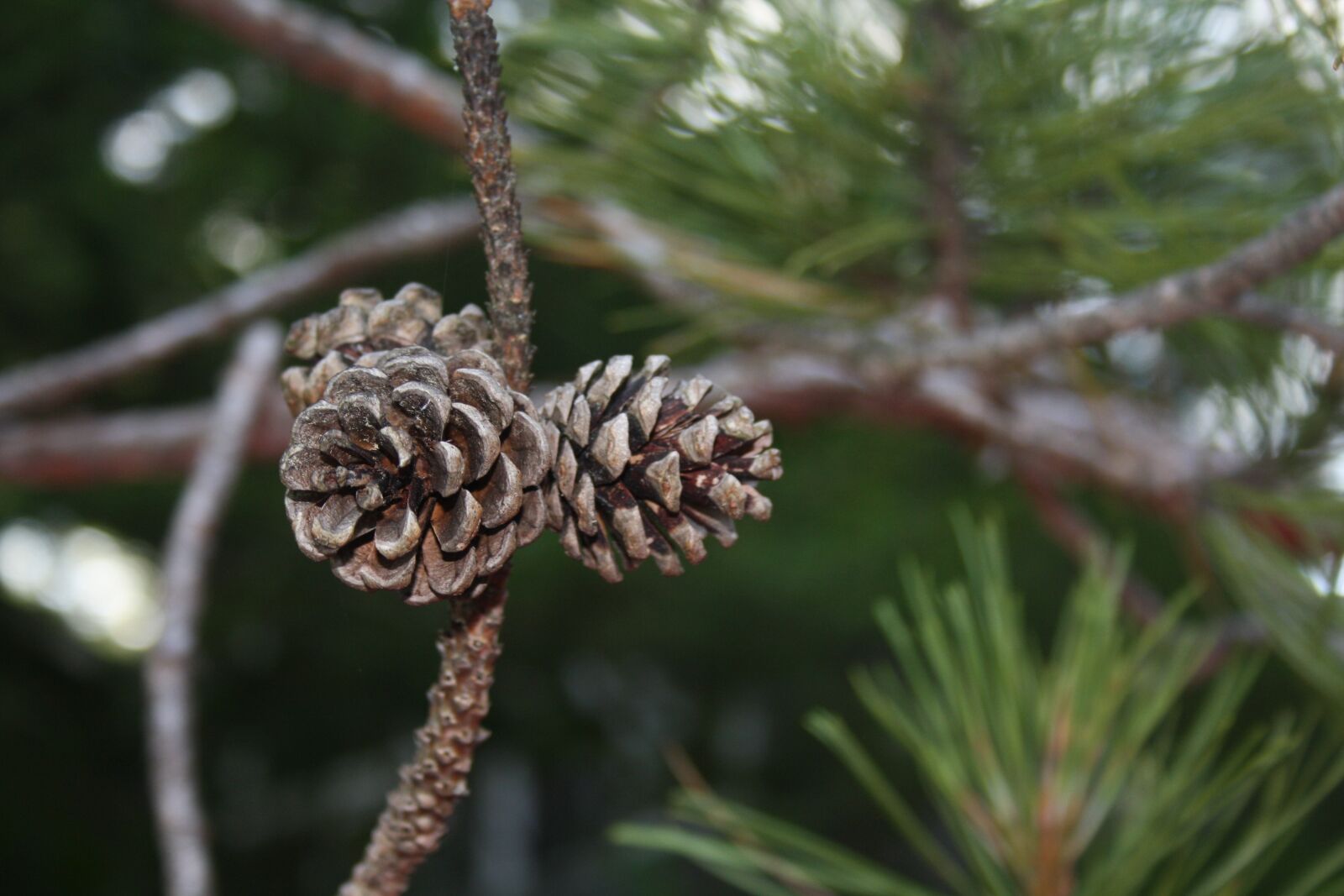 Canon EOS 1000D (EOS Digital Rebel XS / EOS Kiss F) sample photo. Pinecones, tree, pinecone photography